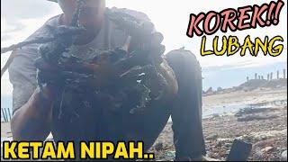 Korek Lubang Ketam Nipah di Muara Sungai | Catch King Mud Crabs at Mud Sea after Water Low Tide