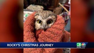 Rocky the owl inspires children’s book about his journey in the Rockefeller Center Christmas tree