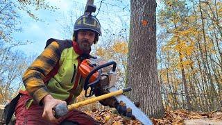 Today I will play for you on Stihl ms 261C-M, Logging around the wort, Amles, Zetor, Forestwork