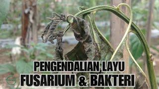 Cara mengatasi layu fusarium & bakteri pada cabai