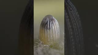 Monarch butterfly egg development