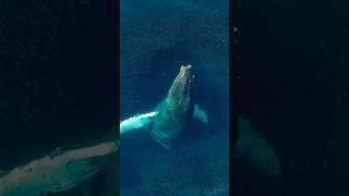 One of the most beautiful scenes I’ve ever filmed! #whale #nature #wildlife #shorts