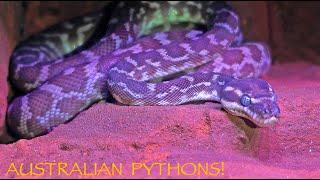 Amazing Australian PYTHONS!