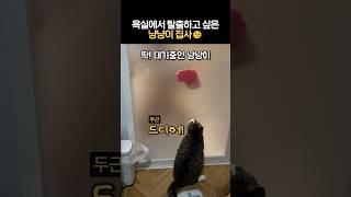 욕실에서 탈출하고 싶은 냥냥이 집사 #청소해라냥