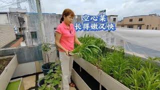 空心菜怎样长得快又嫩？雨水和肥水是关键