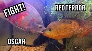 Red Terror (Mesoheros festae) -Vs- Oscar (Astronotus ocellatus)