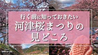 【伊豆】河津桜まつりの見どころと歩いて行ける周辺スポットをご紹介！