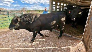 Putting Bulls in with the Cows