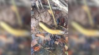 FISHBIO Shorts | Eel in a Hole