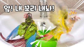 목욕하다 열받은 뚱이의 복수!?/꼬리가 길면 잡히는법?!/말하는 앵무새 뚱이