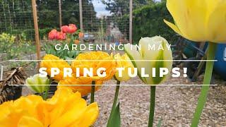 What's blooming (Tulips!) and what I'm Planting in the Garden Now