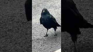The Crow