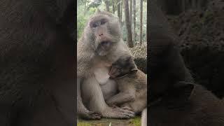 #monkey #shorts