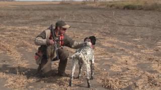 Wingshooting USA Episode 79 - Hitchcock, SD