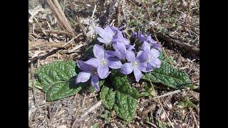 Riconoscere la mandragora - (borragine e bietola selvatica a confronto).