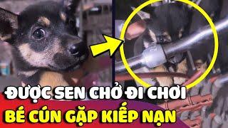 Tan chảy trước bé cún 'NHÚT NHÁT' làm nũng đòi Sen bế mỗi khi đi chơi  | Gâu Đần