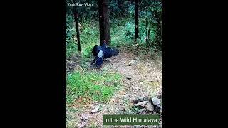 Display of Kalij Pheasant | Wildlife of Himalaya