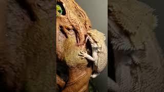 Aggressive Bearded dragon vs earth worm