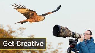 How to Photograph Red Kites Like a Pro: Creative Flight Photography Tips