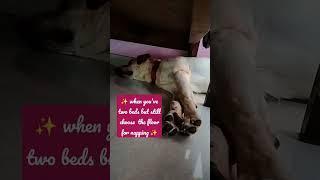 Deep sleep!!!  #puppy #mike #lab #shorts #https://youtube.com/channel/UC3bqUS-9VYZGoPLfDuugQWg
