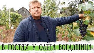 Виноградарь Олег Богдашиц (Слуцкий район) - экскурсия по личному винограднику на 11 сентября 2022 г.