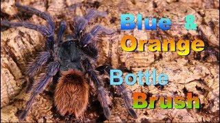 GBB or Greenbottle Blue Tarantula with DTG