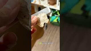 Right before hatching, the chrysalis goes from light to dark and then…the best part 