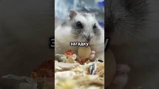 Смешной хомяк наслаждается зерном!
