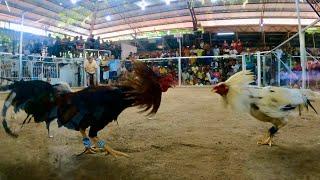 Cockfighting in the Philippines | VLOG 69 