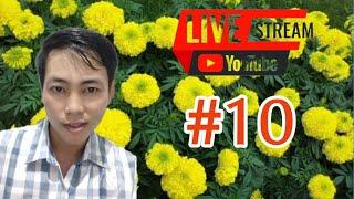 trồng vạn thọ tết 2025 - huỳnh thủy tinh vlog tập 10