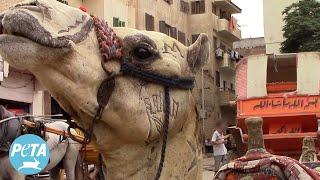 The Many Faces of Egypt’s Abusive Animal Rides