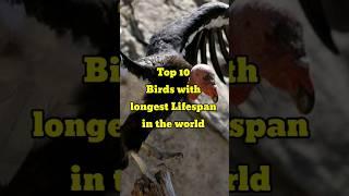 Top 10 Birds with longest lifespan in the world