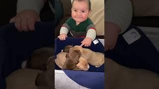 Pitbull Puppies & Baby