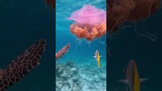 #shorts #animals The beauty of the underwater world