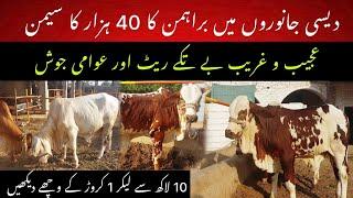 Most expensive  1 cror Brahman wacha II 40 thousand semen dose II Dr. Muzzammil Hassan