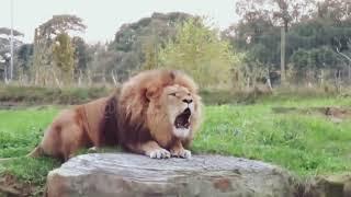 "Roaring Majesty: Up-Close with Lions at the zoo