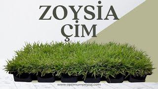 ÇİM ANSİKLOPEDİSİ | ZOYSİA ÇİMİ NEDİR? ZOYSİA ÇİMİ BAKIMI NASIL YAPILIR?  NERELERDE UYGULANIR?