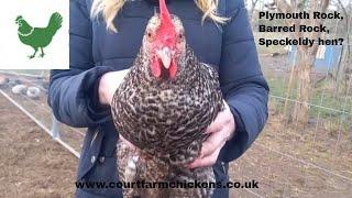 Plymouth Rock Chicken - Hybrid hen