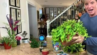 Phillip Watson Designs 6-Piece Creeping Jenny Live Plants on QVC