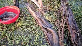 Fish Searching In Field | Find Catfish in Secret Hole Dry | Best Mud Water Fishing