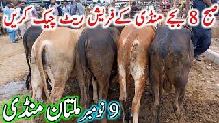 Multan Janwar Mandi || Cholistani Nukre Ablk Gulabi Sahiwal Bachre || Chand TV Punjab Farming