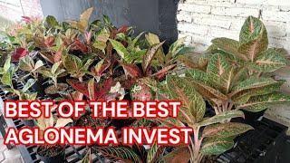 Best Of The Best Aglonema Magelang