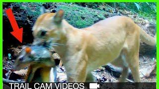 50+ Jungle Animals on Trail Cameras: Wildlife Compilation!