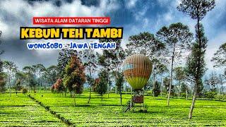 PESONA ALAM KEBUN TEH TAMBI ‼️ DESTINASI WISATA DATARAN TINGGI WONOSOBO