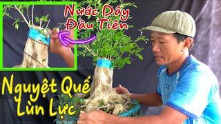 Hướng Dẫn Sửa Nước Dây Đầu Tiên Cho Cây Nguyệt Quế Lùn Lực.