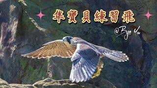 游隼(Peregrine Falcon)｜幼鳥學飛｜深澳酋長岩2023.05