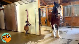 Tiny Goofy Horse Steals Spotlight With Daily Antics | Cuddle Buddies