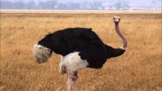 Ostrich Booming Sound