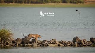 Big Cats Adventures