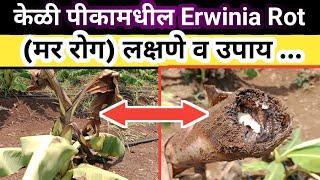 केळी पिकामधील Erwinia rot (मर रोग)| लक्षणे - उपाय | Collar Rot | Rhizome Rot | Soft Rot |